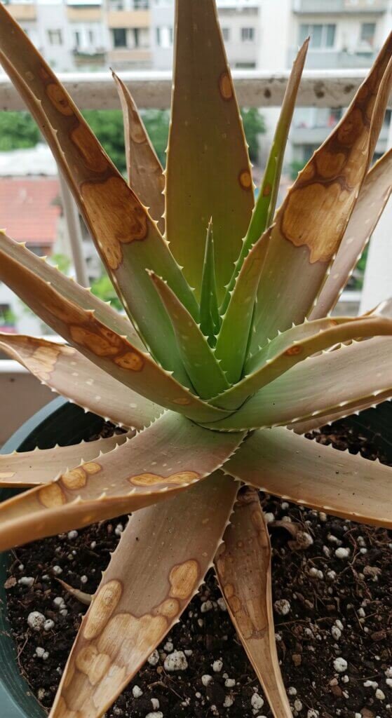aloe-vera-turning-brown