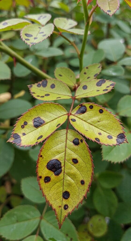 black-spot-disease-on-roses