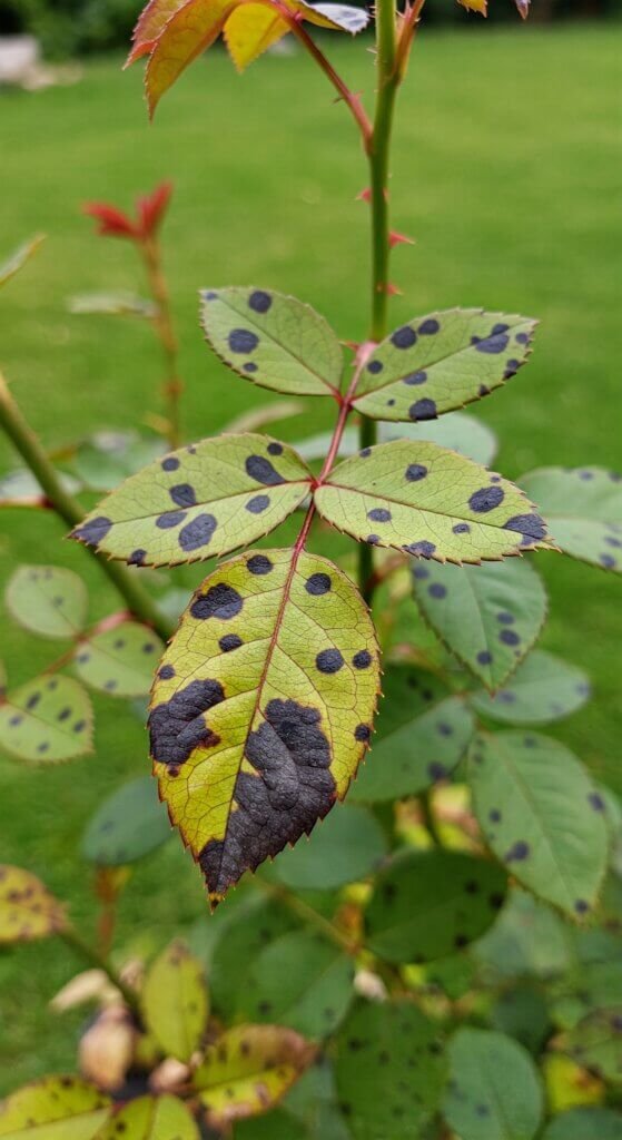 black-spot-disease-on-roses