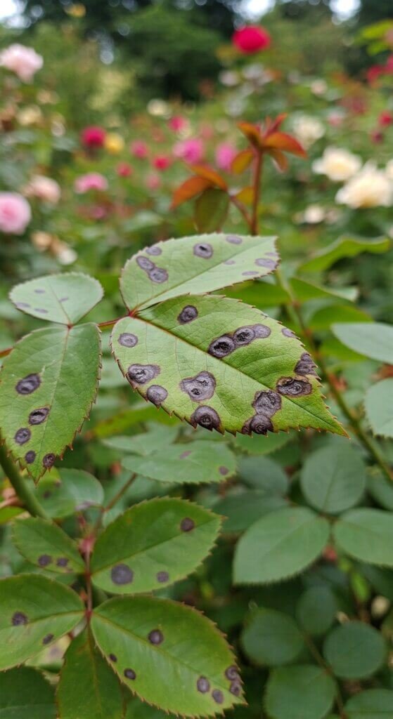 black-spot-disease-on-roses