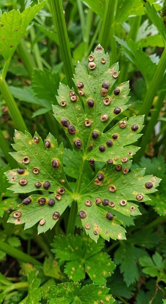 celery-leaf-spot