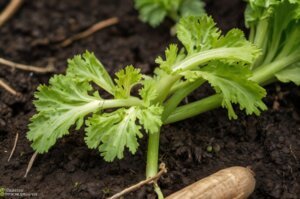 celery-leaf-spot
