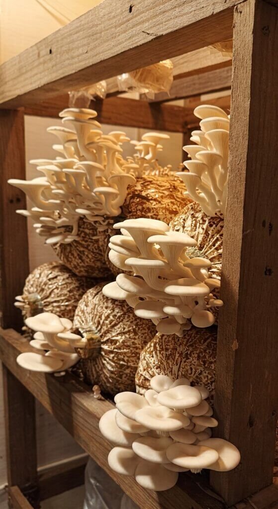 diy-mushroom-garden-at-home