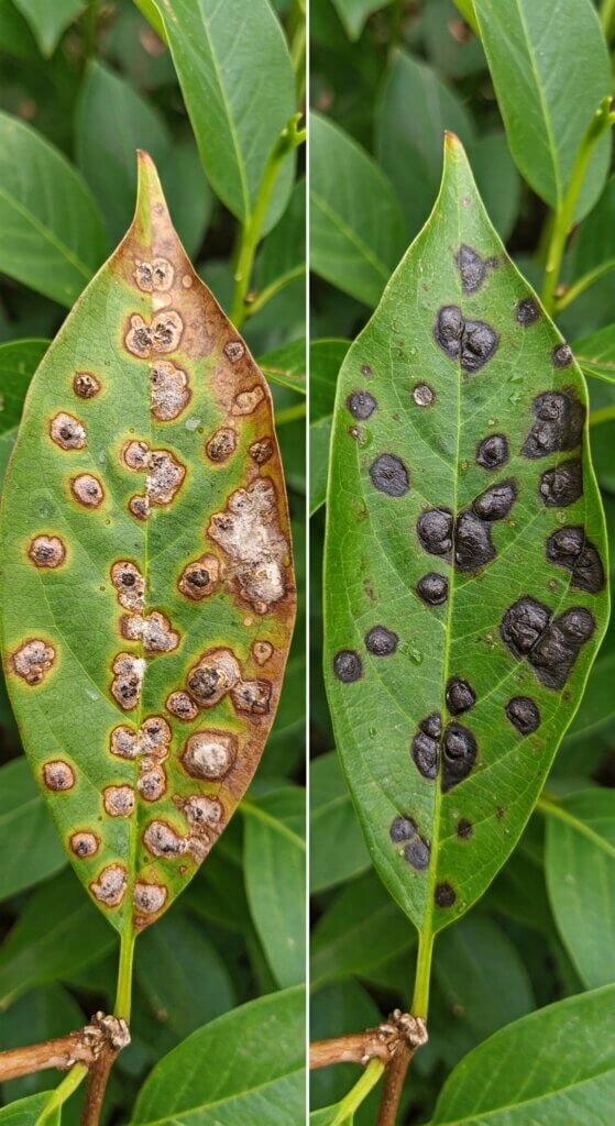 fungal-vs-bacterial-plant-diseases