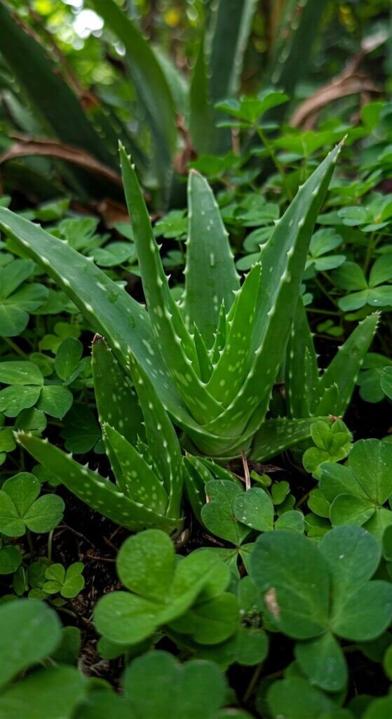 propagate-aloe-vera-pups