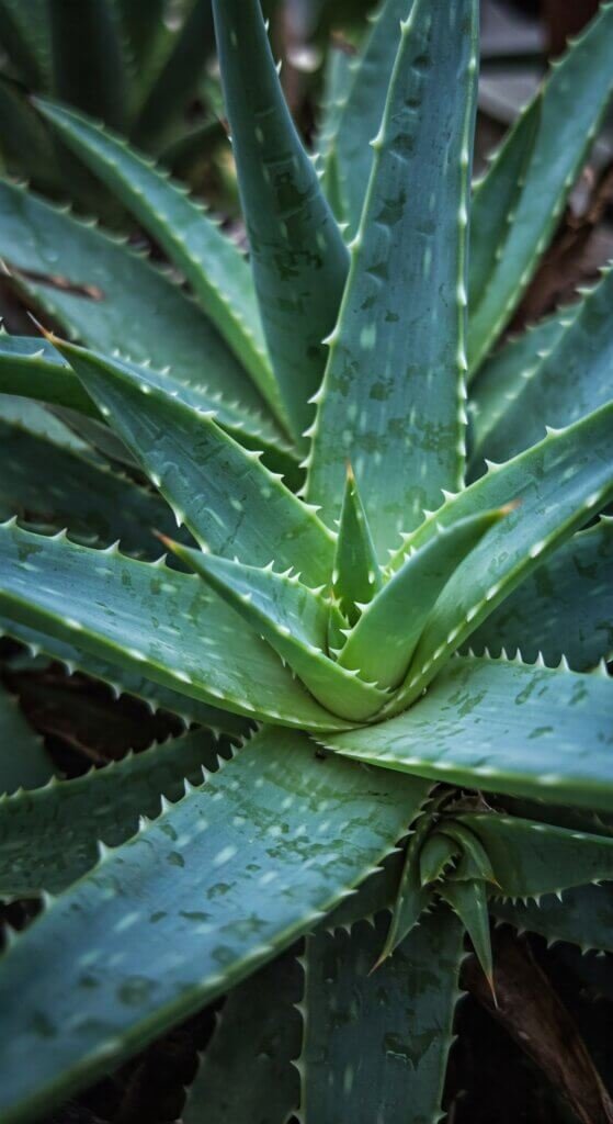 propagate-aloe-vera-pups
