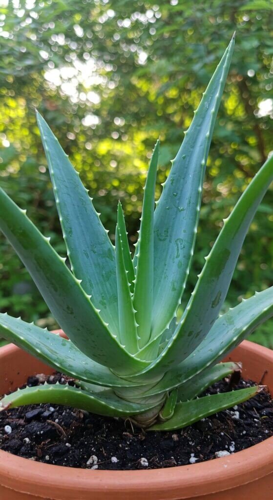 repot-aloe-vera