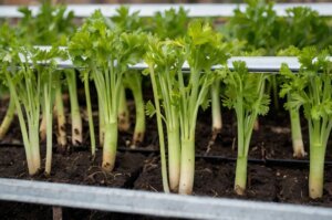 winter-celery-care-tips