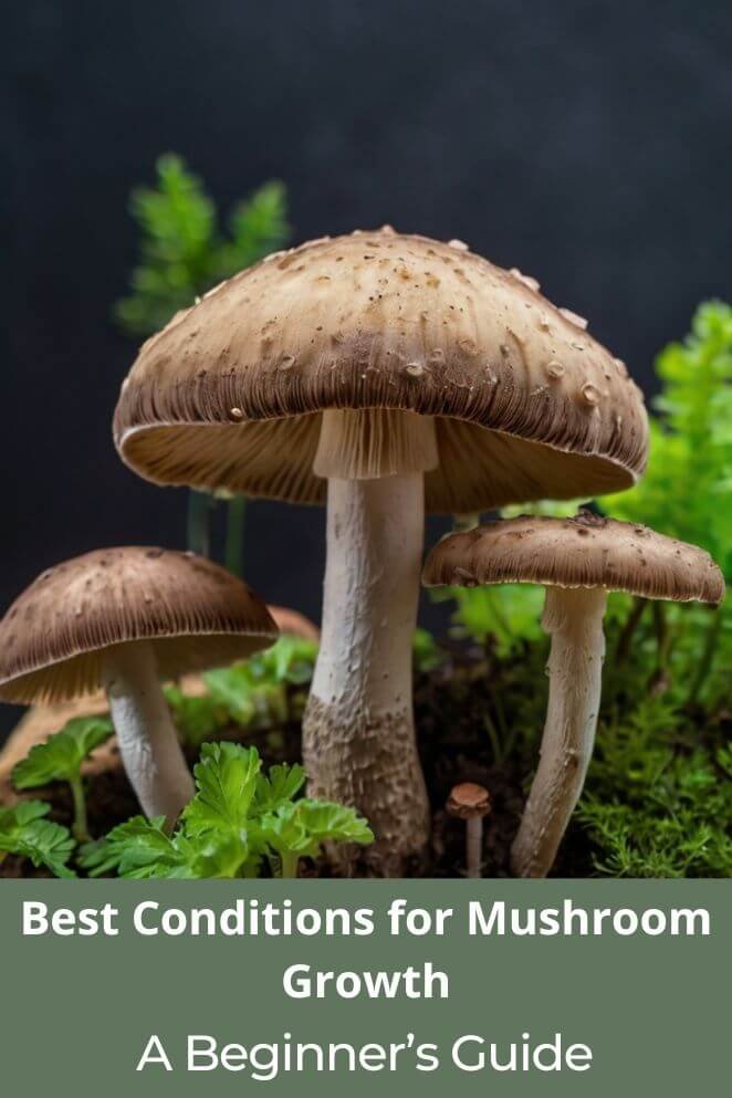Conditions for Mushroom Growth