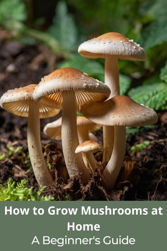 Grow Mushrooms at Home