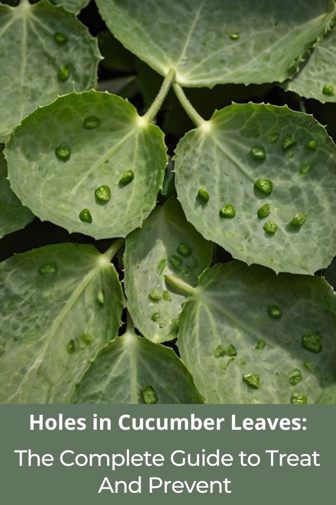 Holes in Cucumber Leaves