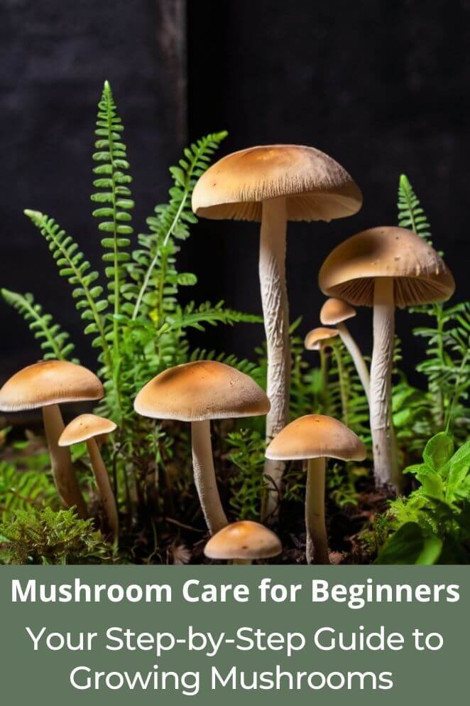 Mushroom Care for Beginners