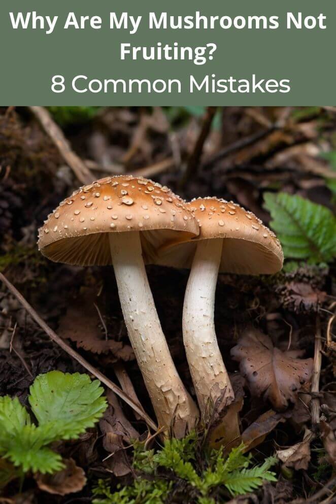 Mushrooms Not Fruiting