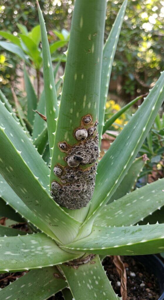 aloe-vera-fungus-treatment