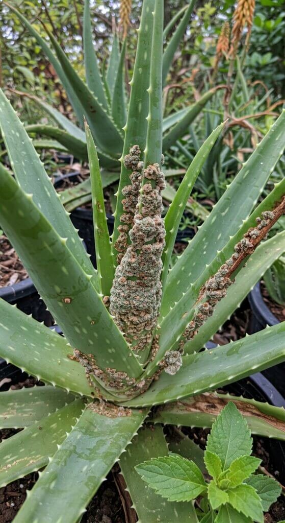 aloe-vera-fungus-treatment