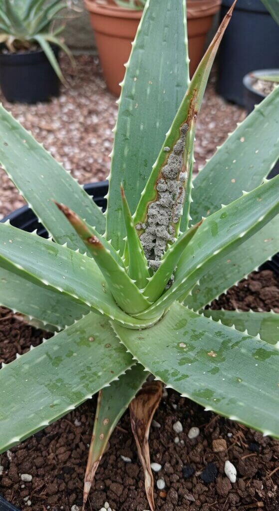 aloe-vera-fungus-treatment