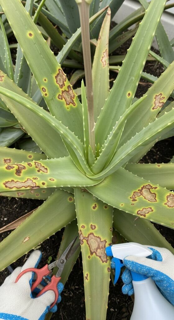 aloe-vera-leaf-spot-diseases