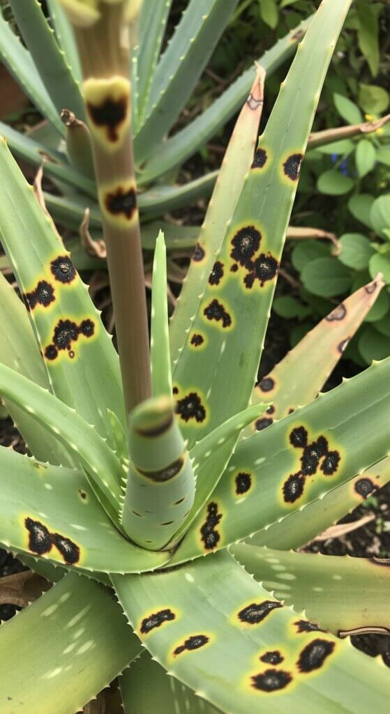 aloe-vera-leaf-spot-diseases