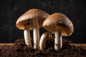 grow-mushrooms-in-coffee-grounds