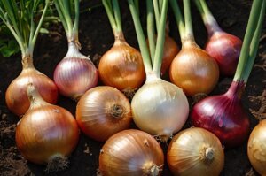 onion-varieties-for-containers