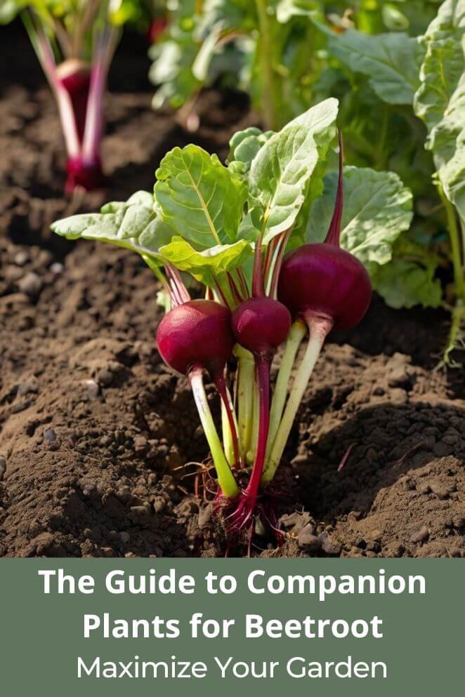 Companion Plants for Beetroot