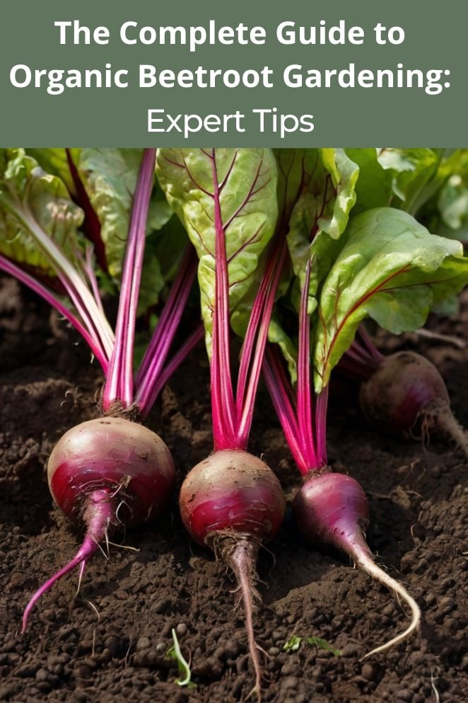 Organic Beetroot Gardening