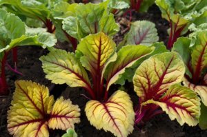 beetroot-leaves-turning-yellow