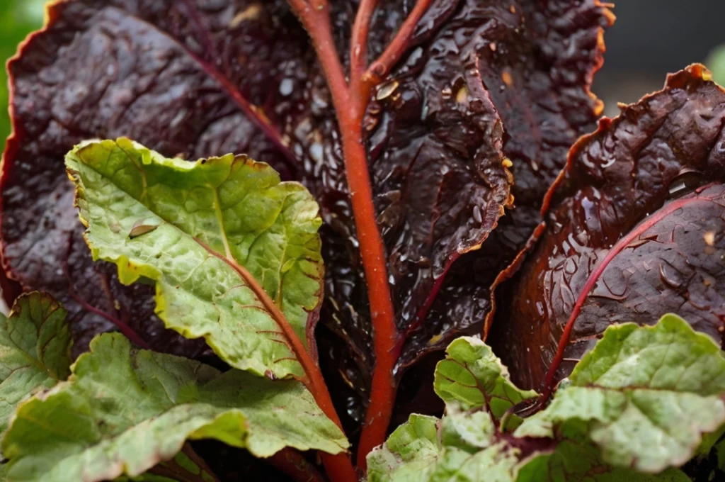 beetroot-rust