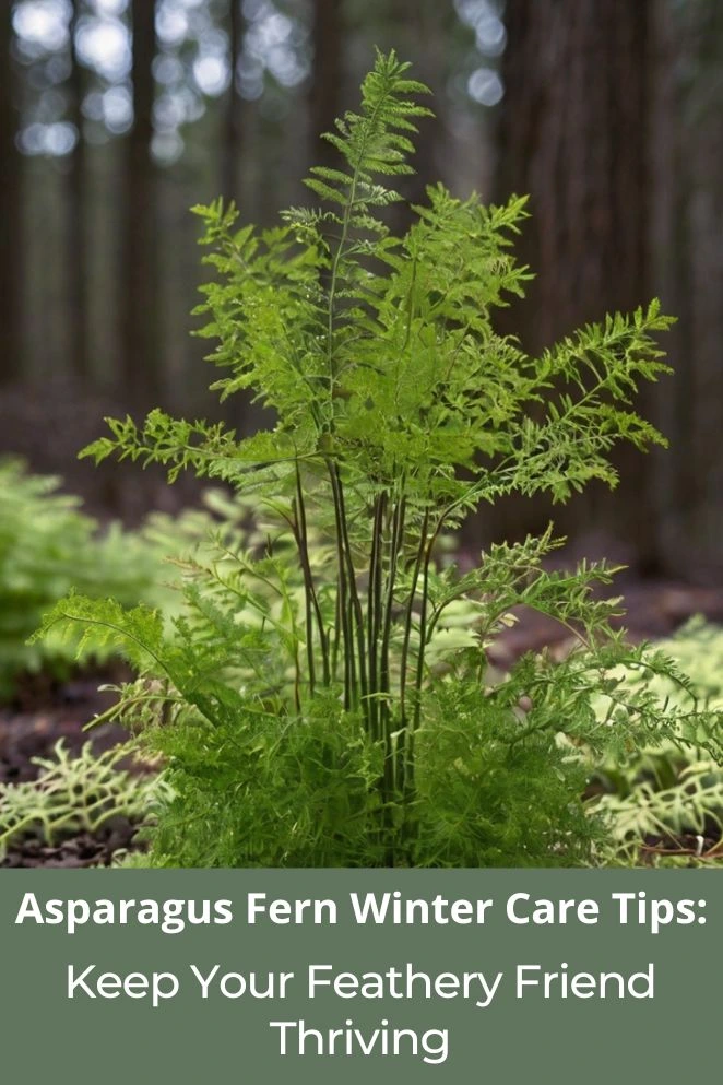 Asparagus Fern Winter Care Tips
