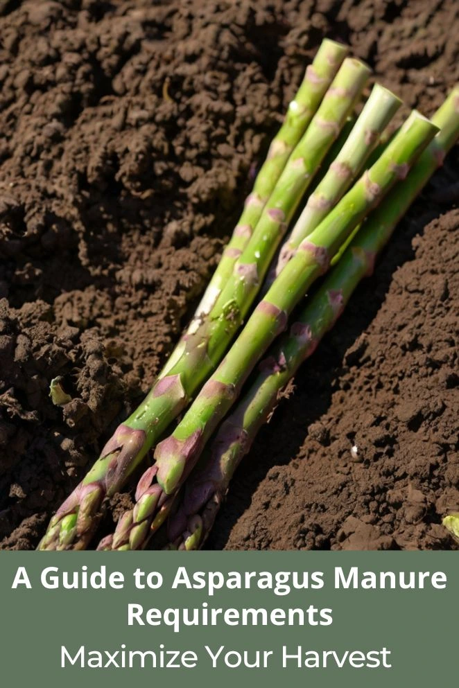 Asparagus Manure Requirements