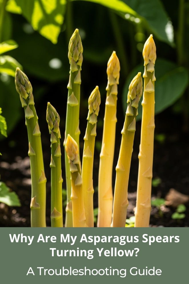 Asparagus Spears Turning Yellow