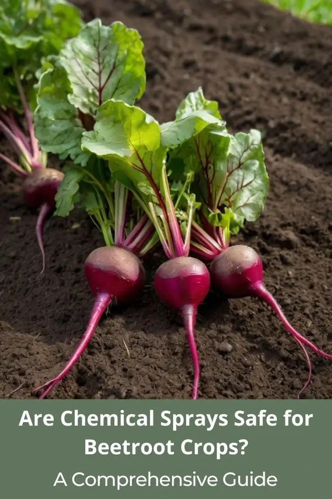 Chemical Sprays for Beetroot