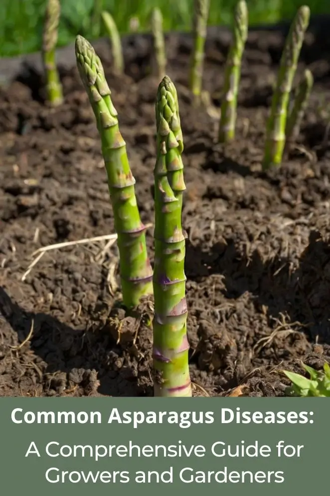 Common Asparagus Diseases