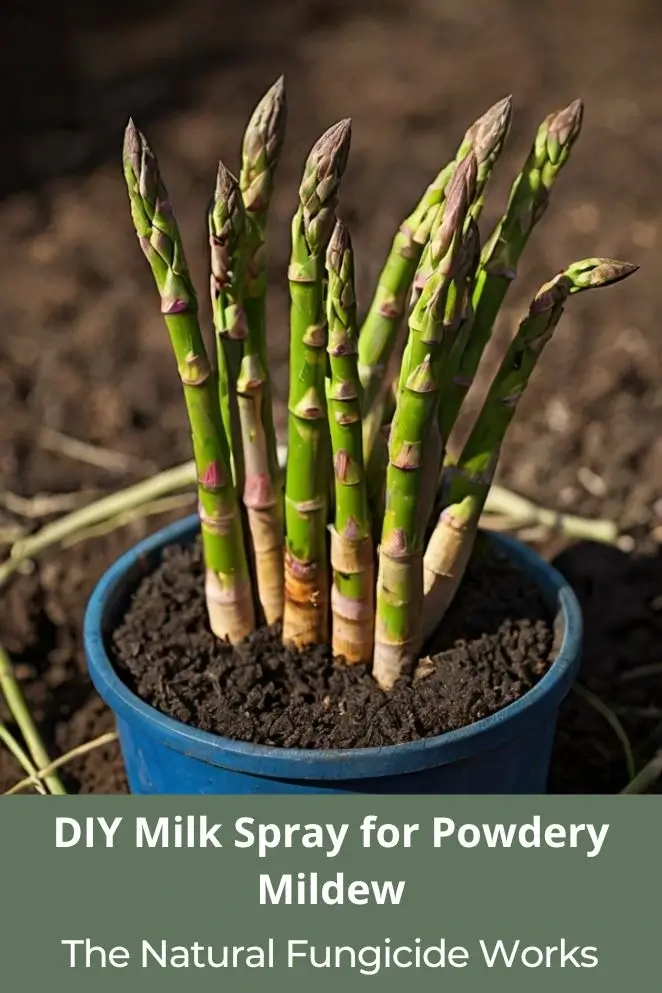 DIY Milk Spray for Powdery Mildew