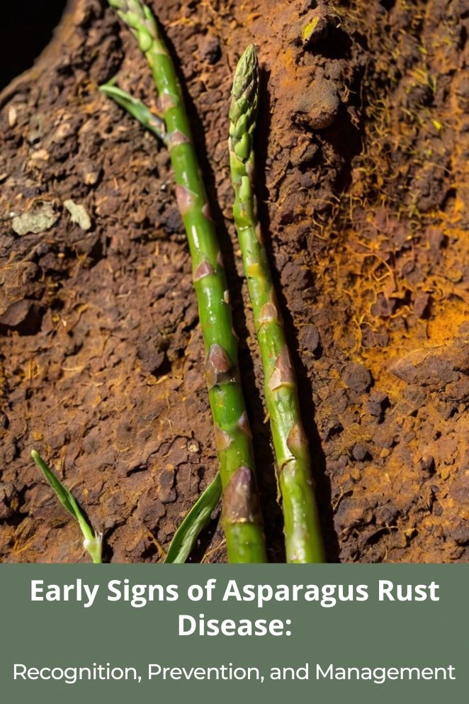 Early Signs of Asparagus Rust Disease