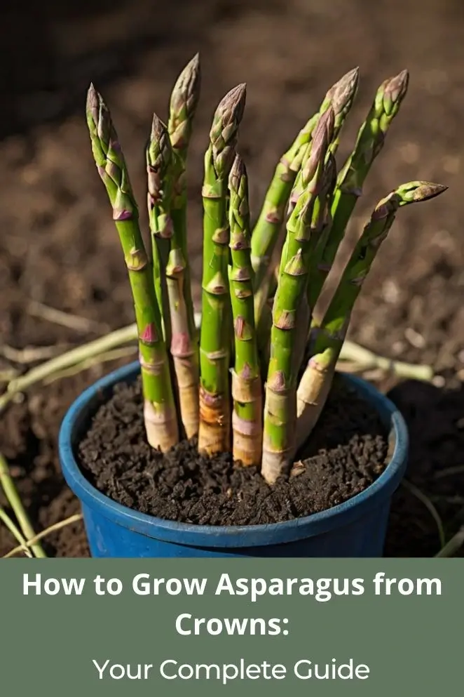 Grow Asparagus from Crowns