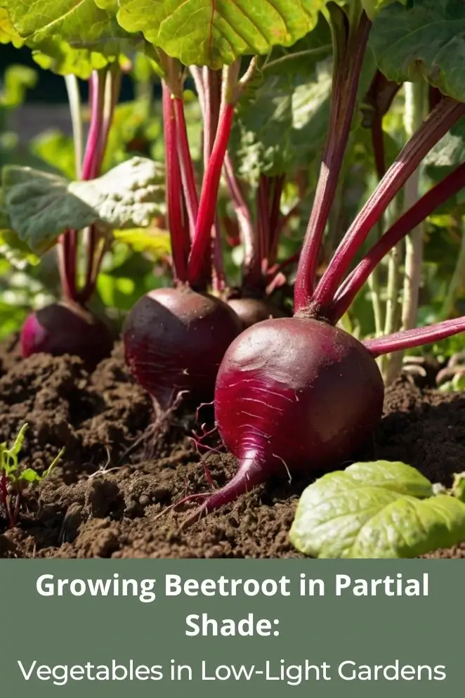 Growing Beetroot in Partial Shade