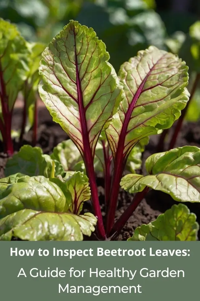 How to Inspect Beetroot Leaves