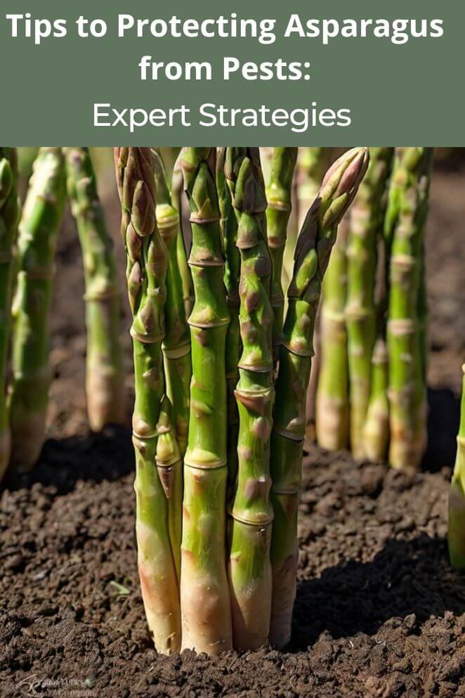Protecting Asparagus from Pests