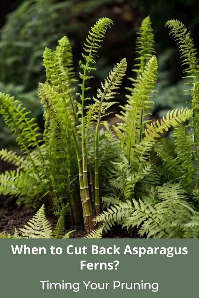 When to Cut Back Asparagus Ferns