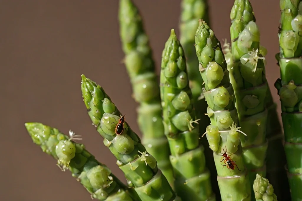 aphids-on-asparagus