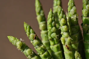 aphids-on-asparagus