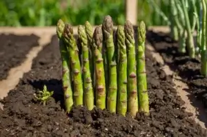 protecting-asparagus-from-pests