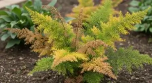 Asparagus Fern Decline
