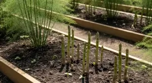 Clean Asparagus Beds
