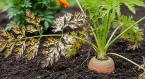 Common Carrot Diseases
