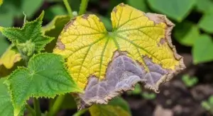 Cucurbit Downy Mildew