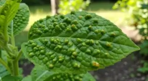 Decoding Leaf Bumps