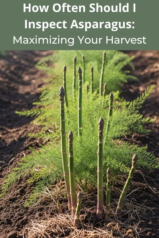 Inspect Asparagus