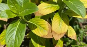 Vinca Leaves Turning Yellow
